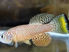 Imagem - Cientistas identificam como os rins envelhecem e revelam remédio que funciona como protetor renal