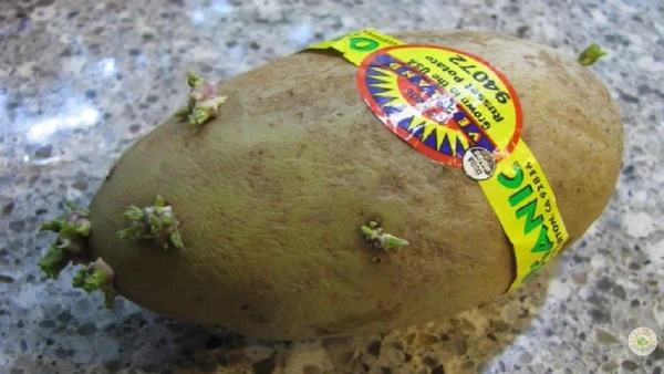 Brotos não são uma sentença para as batatas