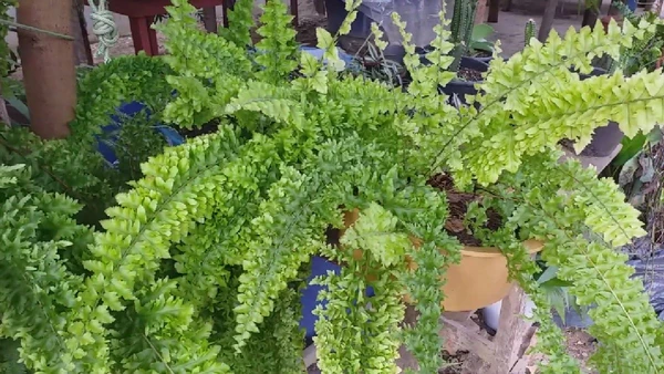 Conheça a alternativa silenciosa que purifica ambientes fechados e ajuda moradores com problemas respiratórios