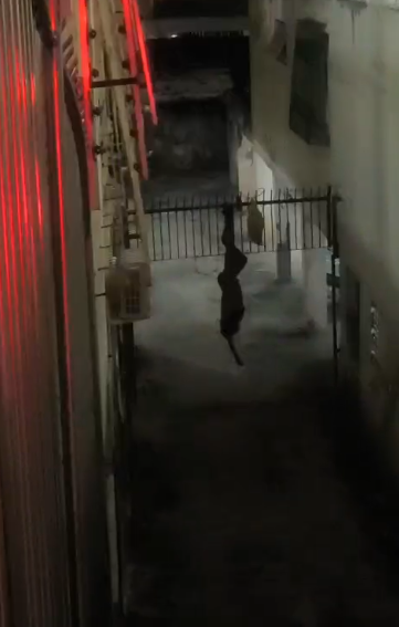 Homem fica preso em portão durante invasão na Graça por Reprodução