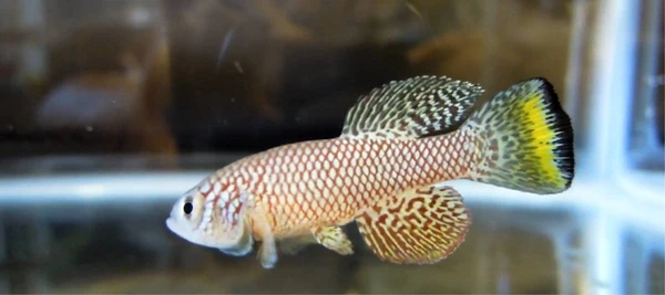 Pesquisa revela que remédio comum mantém os rins mais saudáveis mesmo com o avanço da idade