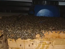 Imagem - Quinze pessoas ficam feridas após ataque de abelhas no interior da Bahia