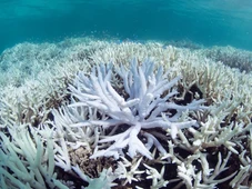 Imagem - Aumento de temperatura levou 80% dos corais do planeta a sofreram branqueamento moderado ou severo