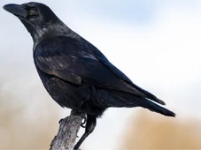 Imagem - Corvos passam em teste de Q.I que apenas humanos eram aprovados