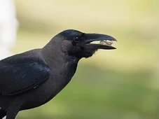 Imagem - Os corvos passam em teste de Q.I. que se acreditava ser habilidade exclusiva dos humanos