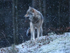 Imagem - O que aconteceu com os lobos de Chernobyl 40 anos após o desastre nenhum especialistas foi capaz de prever