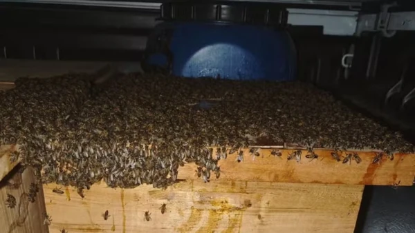 Ataque de abelhas em Pedras Altas