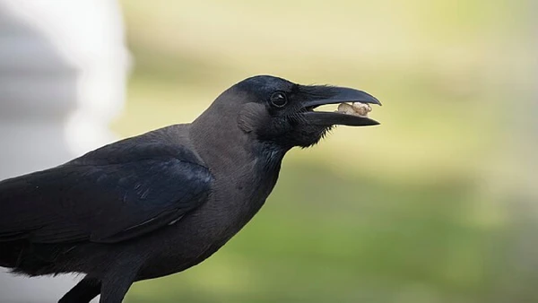 Corvos consolidam sua posição como um dos animais mais inteligentes do planeta