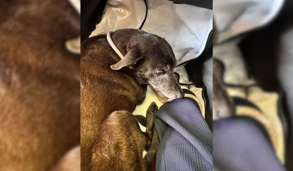 Pretinha por Reprodução