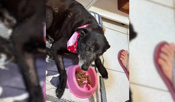 Pretinha por Reprodução