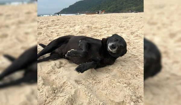 Pretinha por Reprodução