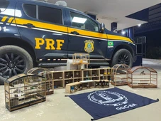 Imagem - Mais de 40 aves são resgatadas em ônibus interestadual na Bahia