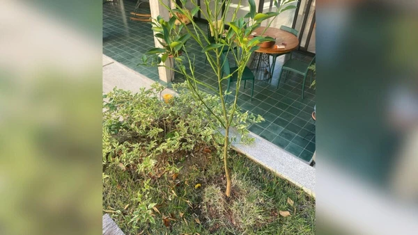 Casa de Andréia Horta por Reprodução