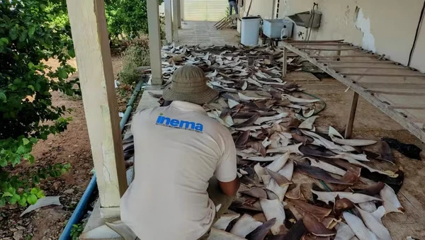 Barbatana de tubarão é vendida em mercado ilegal