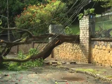 Imagem - Árvore de mansão tomba e atinge fiação e carros na Ladeira da Barra