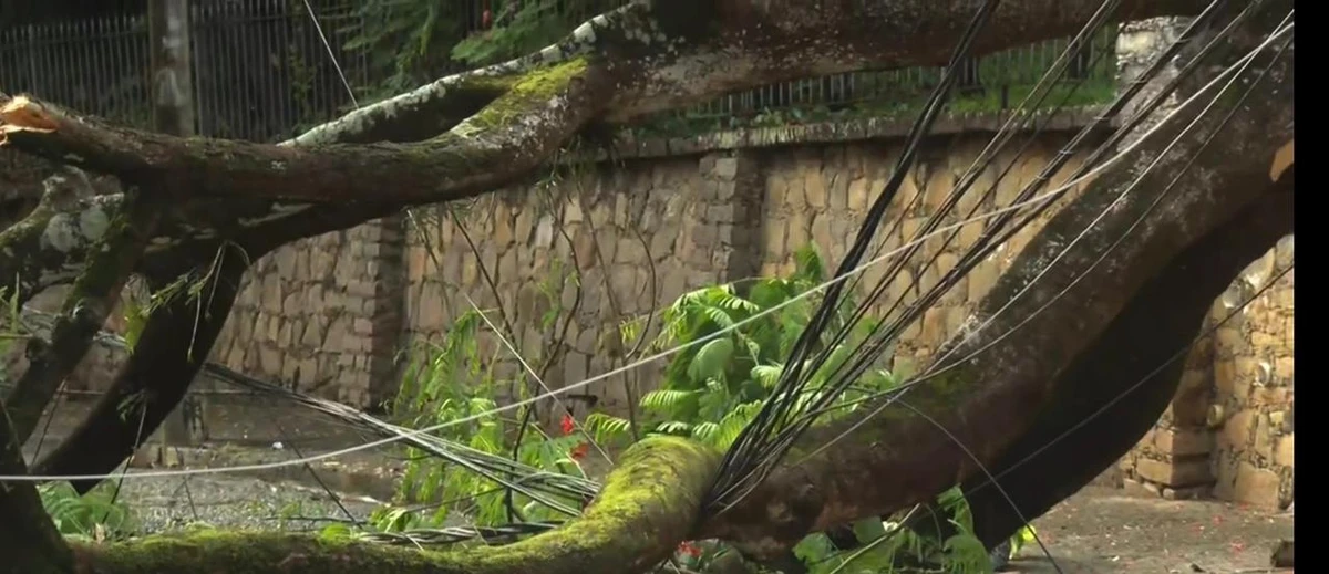 Árvore de grande porte tombou por Reprodução/TV Bahia