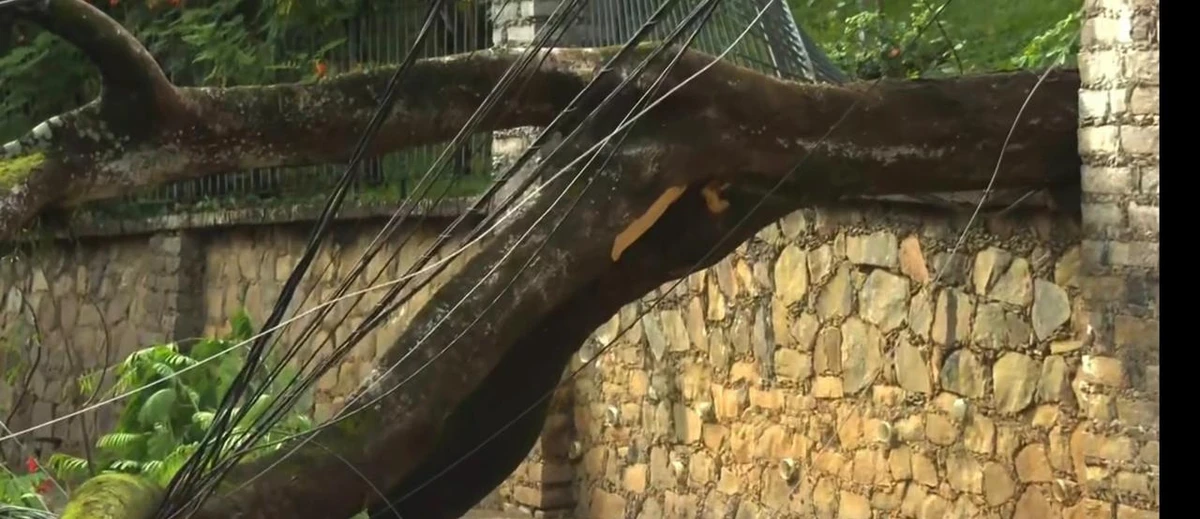 Árvore de grande porte tombou por Reprodução/TV Bahia
