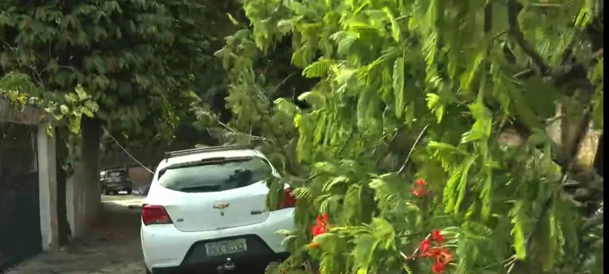 Árvore de grande porte tombou por Reprodução/TV Bahia