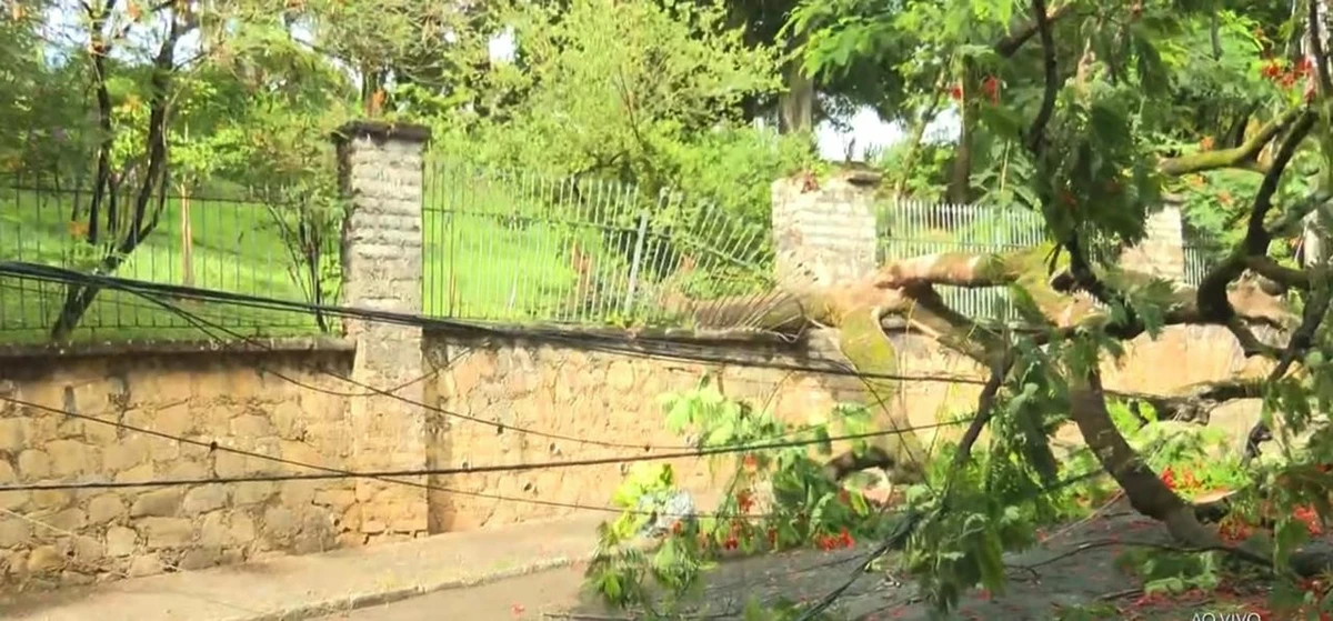 Árvore de grande porte tombou por Reprodução/TV Bahia
