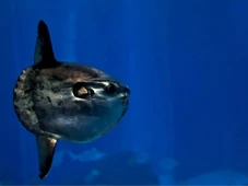 Imagem - Peixe considerado 'inútil' se revela principal arma contra ataques de água-viva