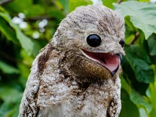 Imagem - Jovem procura rara 'ave-fantasma', conhecida pela camuflagem quase impossível de achar e canto assustador