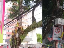 Imagem - Foliões se arriscam em cima de árvores durante passagem do bloco As Muquiranas; veja