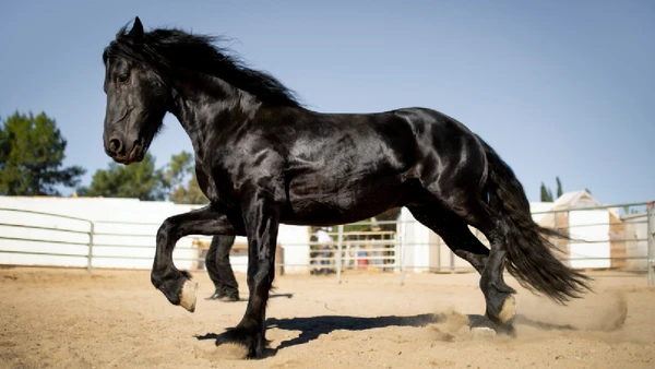Séculos após serem considerados extintos, relatos reacendem o debate sobre os cavalos celestiais