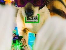 Imagem - Cão Orelha vira destaque na Marquês de Sapucaí em homenagem da Mocidade