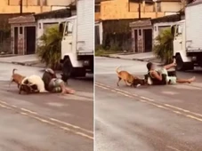 Imagem - Homem aplica mata-leão em pit bull para salvar pinscher de ataque