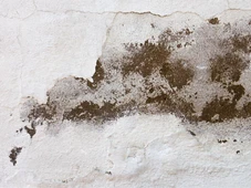 Imagem - Disputa por mofo em imóvel termina na Justiça e proprietário acaba condenado a pagar aluguel a inquilino