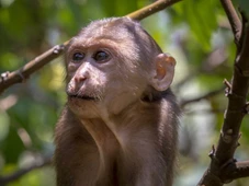 Imagem - O fantástico mundo dos primatas: macacos são capazes de imaginar e simular cenários como os humanos