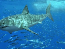 Imagem - Pescadores fazem descoberta assustadora que obriga cientistas a olhar para trás no tempo 160 anos