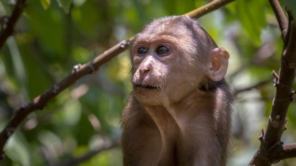 Chimpanzés e bonobos demonstram capacidades cognitivas que aproximam ainda mais sua mente da humana