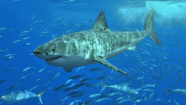 Estudo revisa 160 anos de dados e sugere que a espécie nunca deixou completamente a região