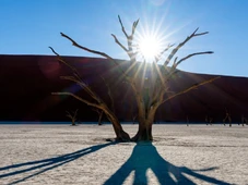 Imagem - China constrói 'Grande Muralha' verde com bilhões de árvores e muda clima de deserto