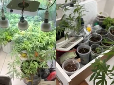 Imagem - Responsável por manter estufa de maconha em destino turístico da Bahia é preso