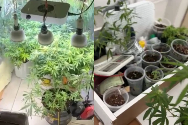 Estufa com 20 pés de maconha é desarticulada em Porto Seguro 