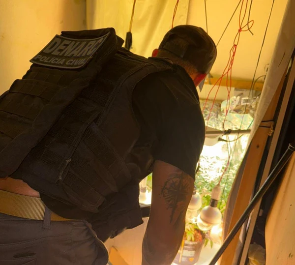 Estufa com 20 pés de maconha é desarticulada em Porto Seguro por Divulgação/PCBA