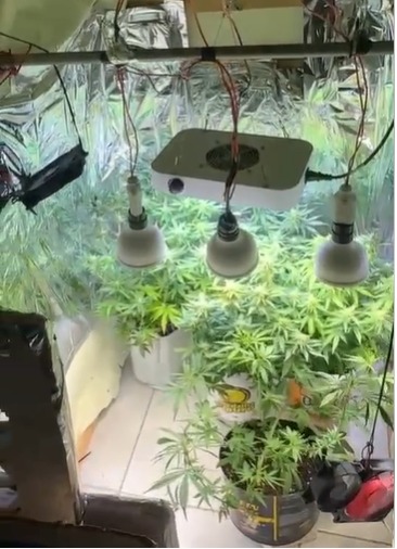 Estufa com 20 pés de maconha é desarticulada em Porto Seguro por Divulgação/PCBA
