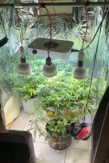 Estufa com 20 pés de maconha é desarticulada em Porto Seguro por Divulgação/PCBA