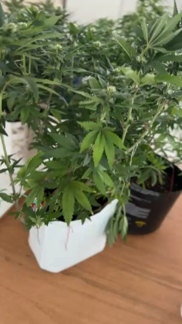 Estufa com 20 pés de maconha é desarticulada em Porto Seguro por Divulgação/PCBA