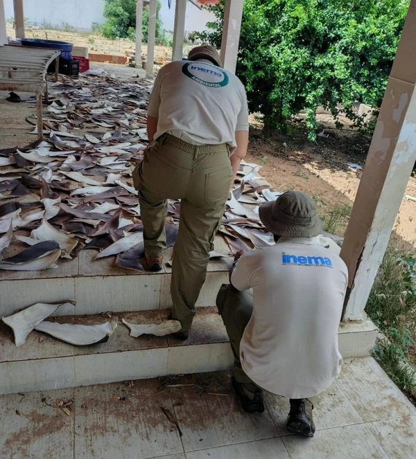 Em nota, o Ibama explicou que as barbatanas costumam ser obtidas por um método conhecido como finning, em que as nadadeiras do tubarão são removidas e o animal é descartado ainda vivo no mar. Essa prática é considerada altamente cruel e é responsável por severos impactos ambientais, especialmente em espécies ameaçadas de extinção. por Polícia Federal/Divulgação