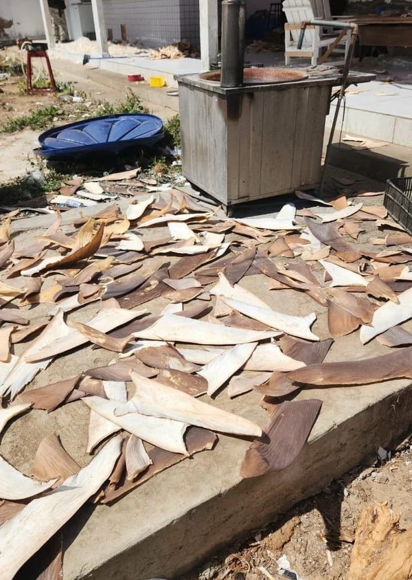 Além do tubarão-lixa e do tubarão-azul, foram encontradas outras espécies, que serão identificadas geneticamente pelo laboratório de perícia criminal federal. por Polícia Federal/Divulgação