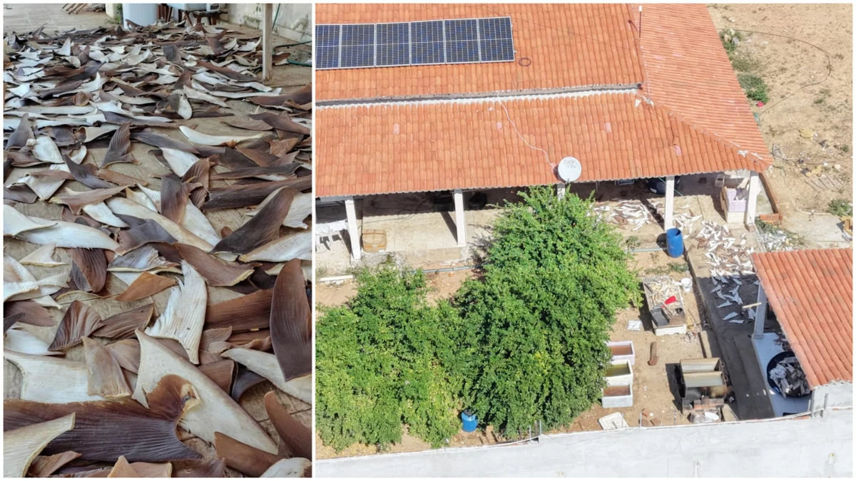 Imóvel afastado no sertão, espécies ameaçadas e informações escondidas: o que se sabe sobre os criminosos que arrancavam barbatanas de tubarão na Bahia