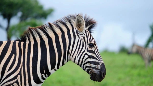 O instinto de sobrevivência das zebras, moldado pela pressão de predadores nas savanas africanas, impede que a espécie aceite a liderança humana da mesma forma que os cavalos