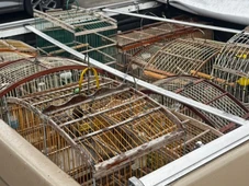 Imagem - Aves silvestres são apreendidas em operação de combate ao comércio ilegal na Bahia