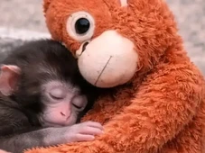 Imagem - Filhote de macaco rejeitado pela mãe comove ao se apegar a bichinho de pelúcia em zoo