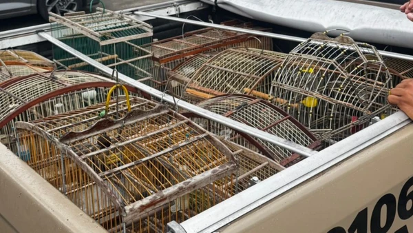 Aves resgatadas em Dias d'Ávila