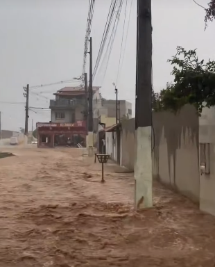 Cipó por Reprodução