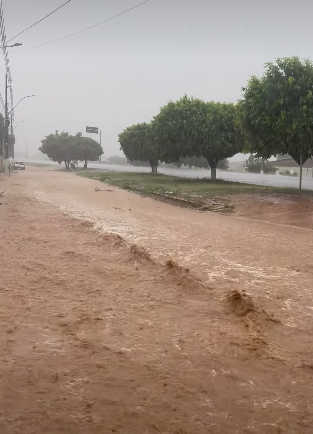 Cipó por Reprodução